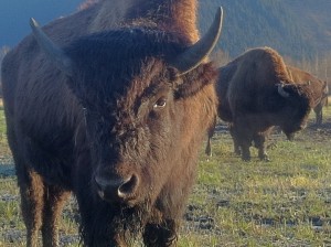 At one time thought to be extinct, the mighty Wood Bison is on the rebound with a little help.